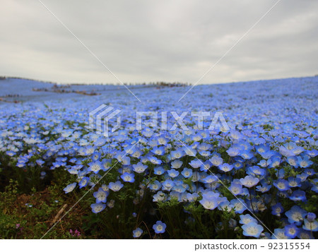 Full view of the nemophila field in full bloom Miharashi no Oka Hitachi Seaside Park Hitachinaka City, Ibaraki Prefecture 92315554