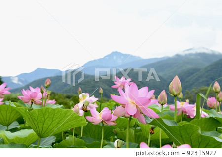 Lotus flower A landscape where ancient lotus grows in bloom Lotus flower A landscape where ancient lotus grows in bloom 92315922