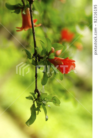 The vermilion flowers of pomegranate are beautiful against the young green leaves 92316195