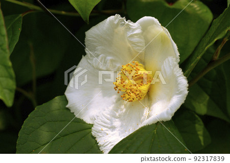 日本風鈴草（夏椿、沙羅樹）的純白色花朵整齊美麗。 92317839