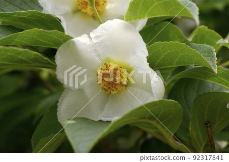 日本風鈴草（夏椿、沙羅樹）的純白色花朵整齊美麗。 92317841