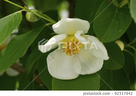 日本風鈴草（夏椿、沙羅樹）的純白色花朵整齊美麗。 92317842