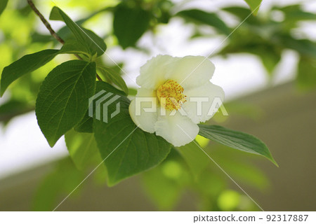 The pure white flowers of Japanese stewartia (Natsutsubaki, Sara tree) are neat and beautiful. 92317887