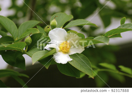 日本風鈴草（夏椿、沙羅樹）的純白色花朵整齊美麗。 92317888