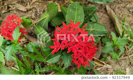 Bouquet of red Ixora is beautiful 92317949