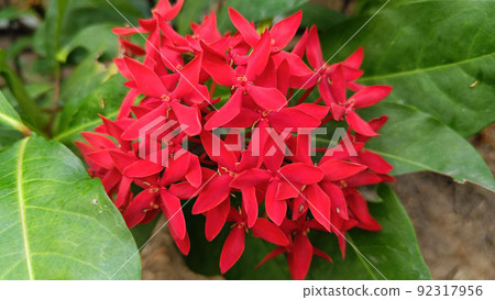 Close up bouquet of red Ixora is beautiful in thailand Close up bouquet of red Ixora is beautiful in thailand 92317956