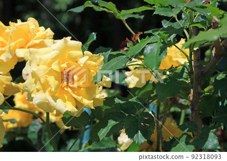 Gold bunny, image 92318093