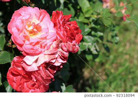 Spring breeze (rose flower), image 92318094