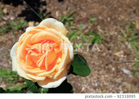 Valencia (rose flower), image 92318095