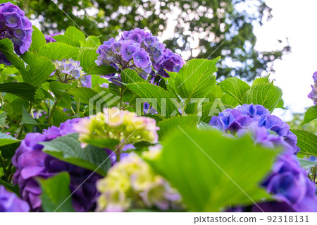 繡球花·雨季圖像 92318131