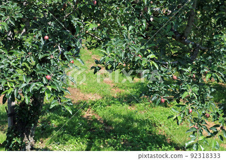 Apple tree, image Apple tree, image 92318333
