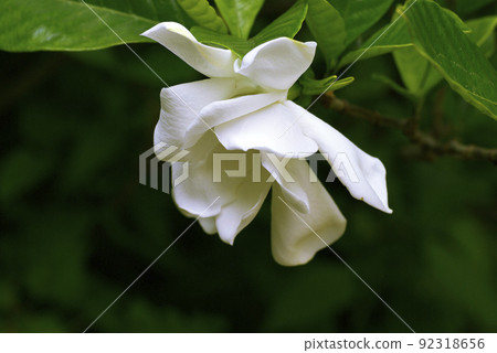 梔子花純白的花朵散發出甜美的香氣 梔子花純白的花朵散發出甜美的香氣 92318656
