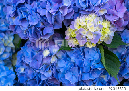 Hydrangea · rainy season image 92318823