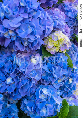 繡球花·雨季圖像 繡球花·雨季圖像 92318825