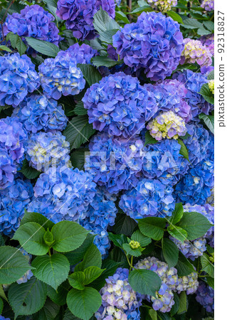 Hydrangea · rainy season image 92318827