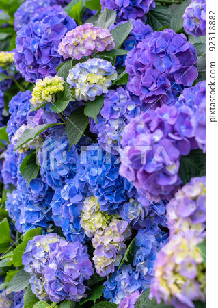 繡球花·雨季圖像 92318882