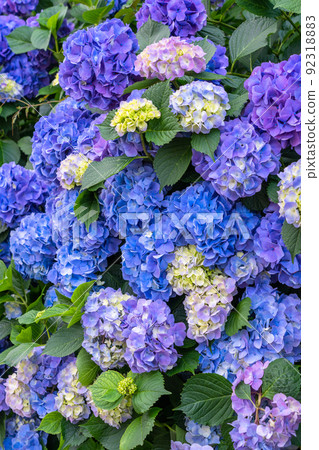 Hydrangea · rainy season image 92318883