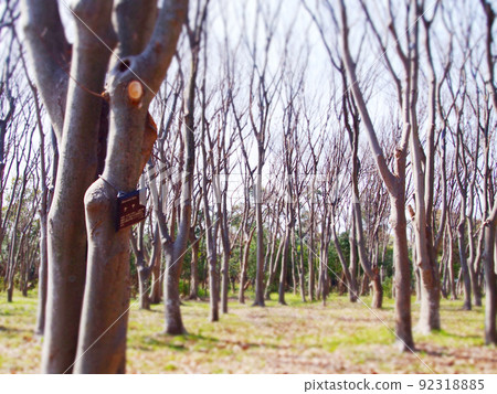 Zelkova forest in winter 92318885