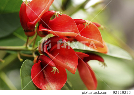 American Deigo (American Rikadai) 的深紅色花朵熱情洋溢 92319233