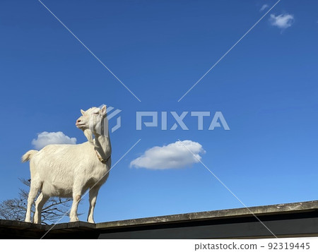 Goat in Tokyo village 92319445