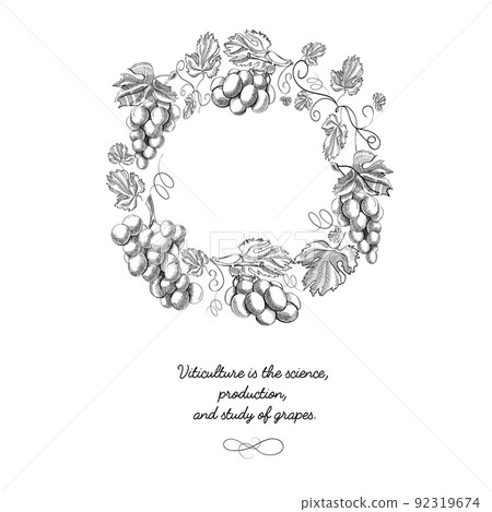 Composition With Grapes Objects Hand Drawn Sketch Composition With Grapes Objects Hand Drawn Sketch 92319674