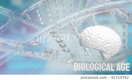 The brain and biological age on dna background for sci or medical concept 3d rendering The brain and biological age on dna background for sci or medical concept 3d rendering 92319762