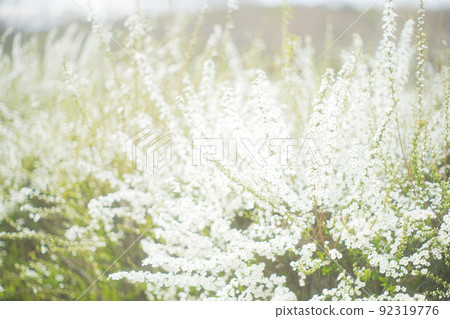 Snow fell in full bloom Snow fell in full bloom 92319776