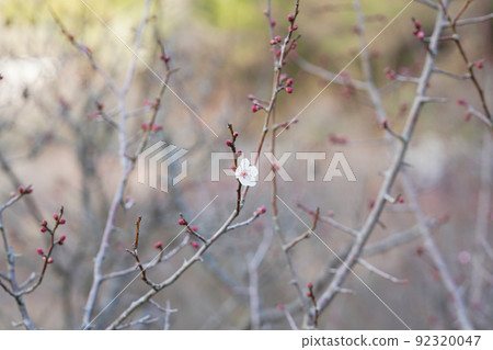 梅林之梅老鏡頭 92320047