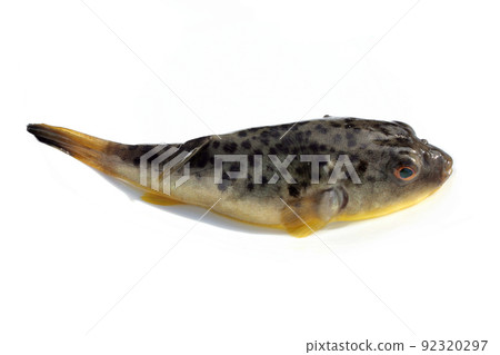 The caught Higanfugu with a white background The caught Higanfugu with a white background 92320297