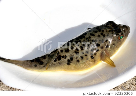 I took the fished Higanfugu on a white plate I took the fished Higanfugu on a white plate 92320306