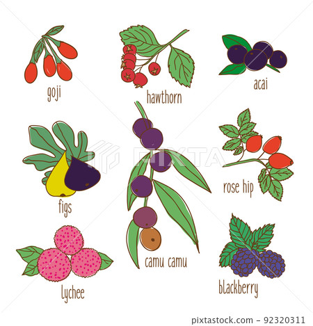 Colored Hand Drawn Botanical Food Set Colored Hand Drawn Botanical Food Set 92320311