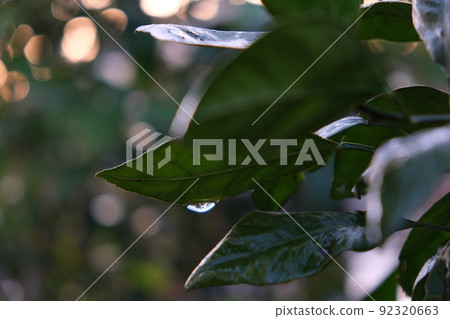 Natural plant material after the rain 92320663