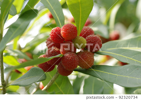 楊梅的紅色果實（大和/楊梅）看起來很好吃 92320734