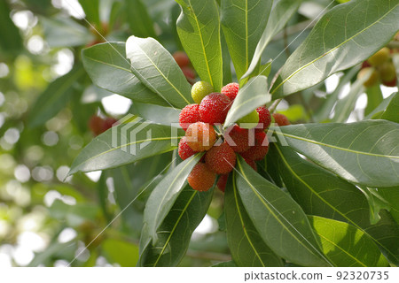 楊梅的紅色果實（大和/楊梅）看起來很好吃 92320735