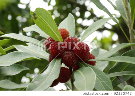 The red fruit of bayberry (Yamato / Yangmei) looks delicious The red fruit of bayberry (Yamato / Yangmei) looks delicious 92320742