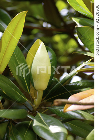 A sweet scent drifts from the large white flowers of Magnolia magnolia (Magnolia magnolia, Taishan tree) 92320936