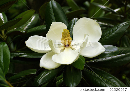 A sweet scent drifts from the large white flowers of Magnolia magnolia (Magnolia magnolia, Taishan tree) 92320937