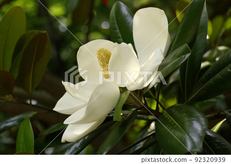 玉蘭(Magnolia magnolia,泰山樹)的大白花散發著甜美的香氣 玉蘭(Magnolia magnolia,泰山樹)的大白花散發著甜美的香氣 92320939