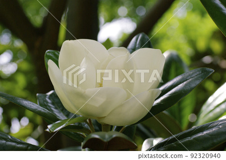 玉蘭(Magnolia magnolia,泰山樹)的大白花散發著甜美的香氣 玉蘭(Magnolia magnolia,泰山樹)的大白花散發著甜美的香氣 92320940