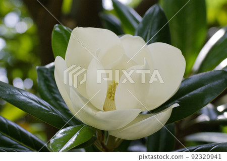 玉蘭(Magnolia magnolia,泰山樹)的大白花散發著甜美的香氣 玉蘭(Magnolia magnolia,泰山樹)的大白花散發著甜美的香氣 92320941