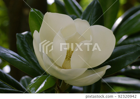 玉蘭(Magnolia magnolia,泰山樹)的大白花散發著甜美的香氣 玉蘭(Magnolia magnolia,泰山樹)的大白花散發著甜美的香氣 92320942