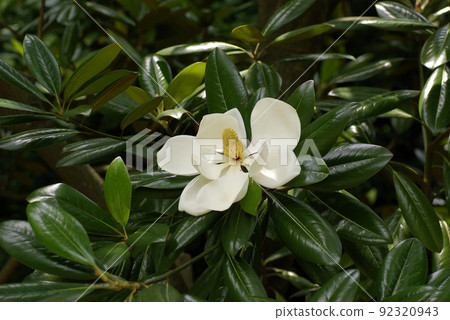 玉蘭(Magnolia magnolia,泰山樹)的大白花散發著甜美的香氣 玉蘭(Magnolia magnolia,泰山樹)的大白花散發著甜美的香氣 92320943