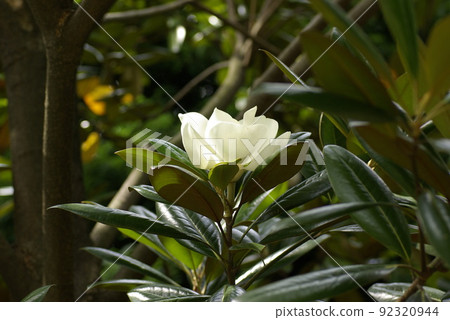 玉蘭(Magnolia magnolia,泰山樹)的大白花散發著甜美的香氣 玉蘭(Magnolia magnolia,泰山樹)的大白花散發著甜美的香氣 92320944