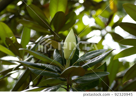 玉蘭(Magnolia magnolia,泰山樹)的大白花散發著甜美的香氣 玉蘭(Magnolia magnolia,泰山樹)的大白花散發著甜美的香氣 92320945