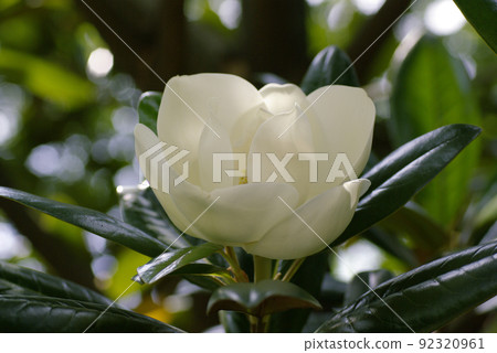 玉蘭(Magnolia magnolia,泰山樹)的大白花散發著甜美的香氣 玉蘭(Magnolia magnolia,泰山樹)的大白花散發著甜美的香氣 92320961