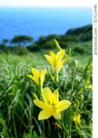 以蔚藍的大海為背景綻放的悠蘇格花 以蔚藍的大海為背景綻放的悠蘇格花 92321446