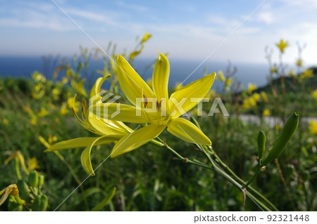 Yuusuge花朵在藍天和大海的映襯下綻放 92321448