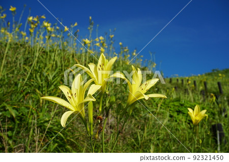Yuusuge flower blooming against the blue sky Ver2 Yuusuge flower blooming against the blue sky Ver2 92321450