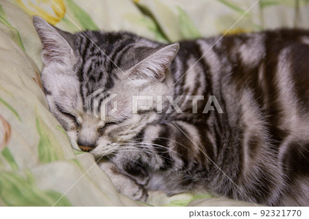 Top ranking cats you want to keep American Shorthair Top ranking cats you want to keep American Shorthair 92321770