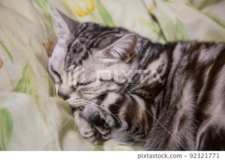Top ranking cats you want to keep American Shorthair Top ranking cats you want to keep American Shorthair 92321771